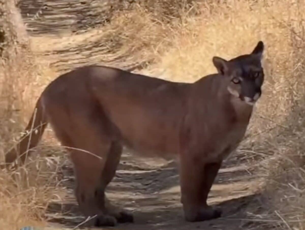 Trail runner encounters mountain lions @ Almaden Quicksilver County Park