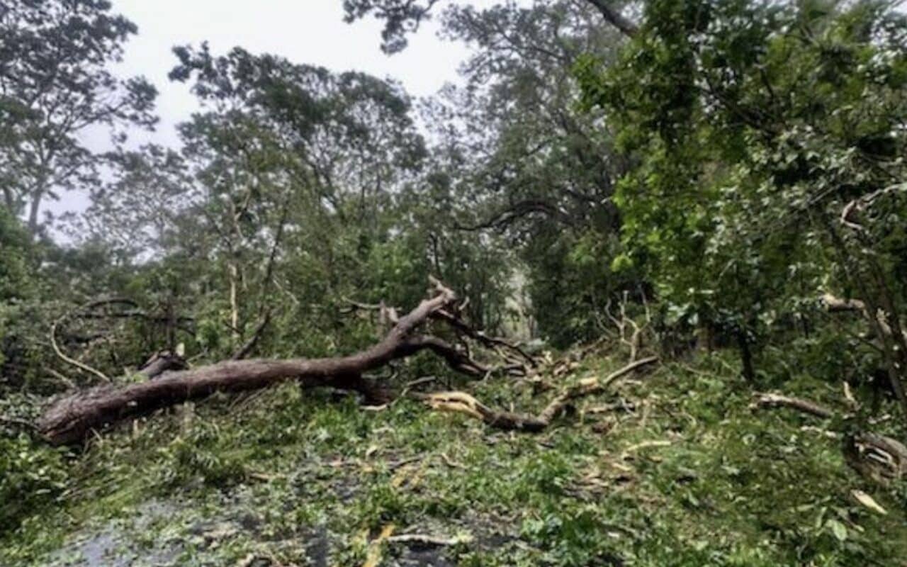Hurricane damage in Hawai'i Volcanoes National Park.