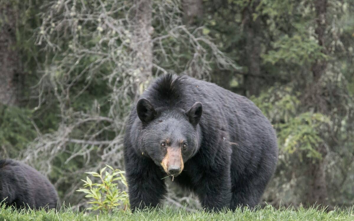 Black bear.