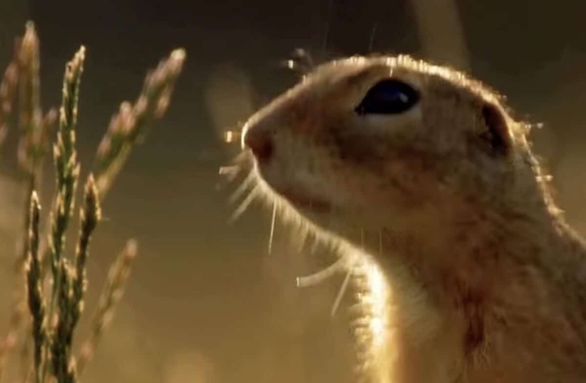 Uinta ground squirrel