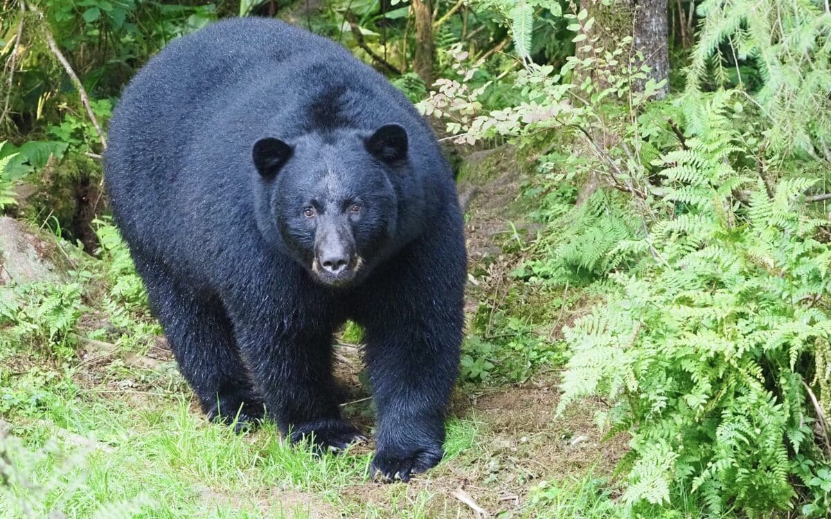 Black bear.