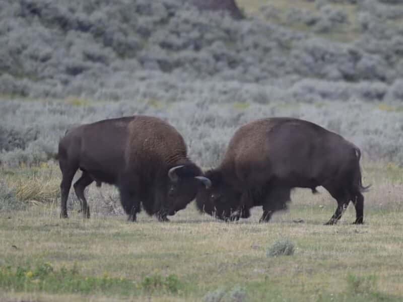 Bison rut battle @ Yellowstone National Park