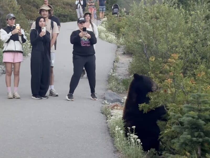 Tourists behaving poorly @ Mount Rainier National Park