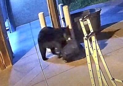 Black bear steals firefighting gear bag