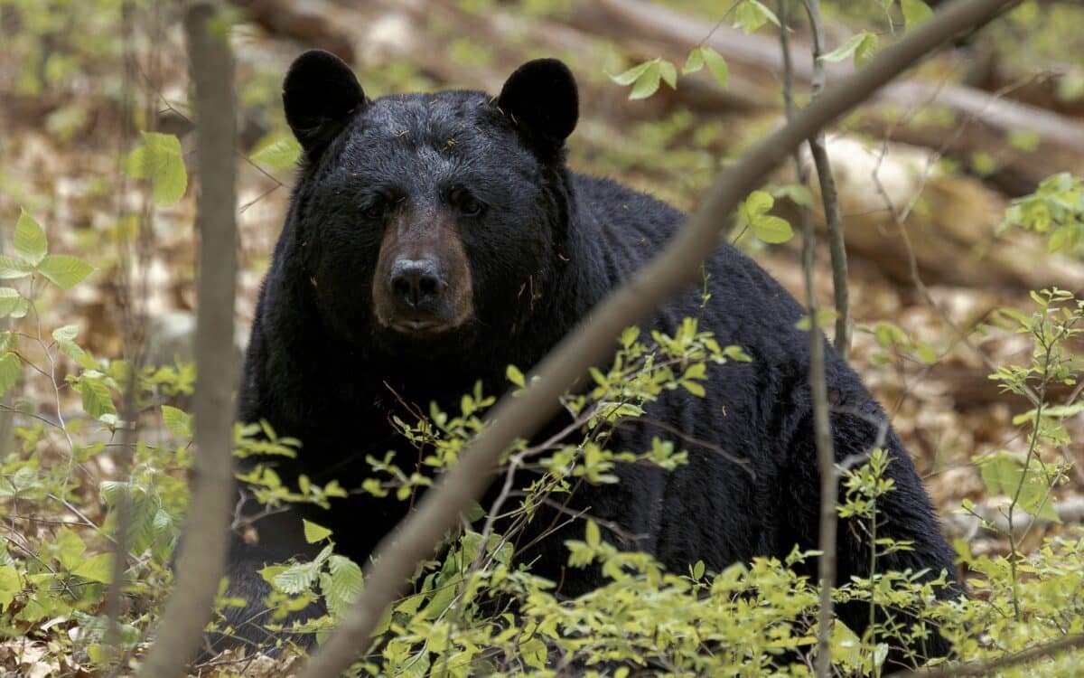 Black bear.