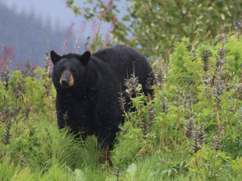 Black bear.