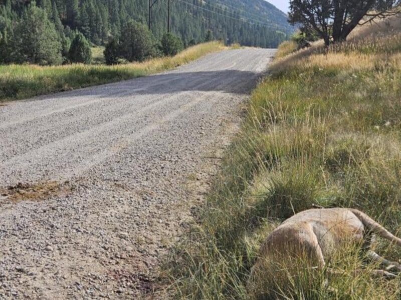 Deer illegally shot and left to waste in Idaho.