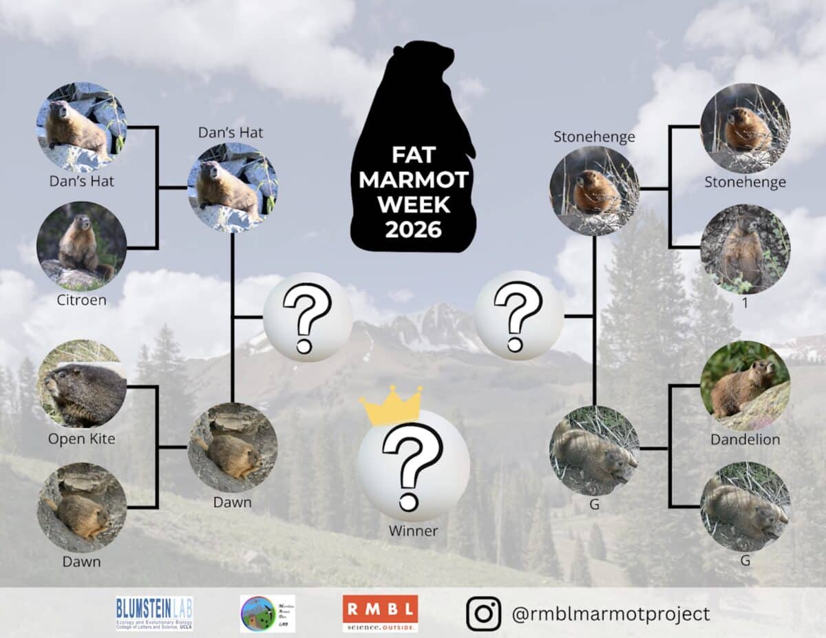 Fat Marmot Week 2026 bracket