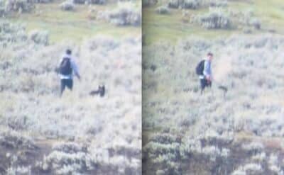 Hiker blasts wolf with bear spray @ Yellowstone National Park