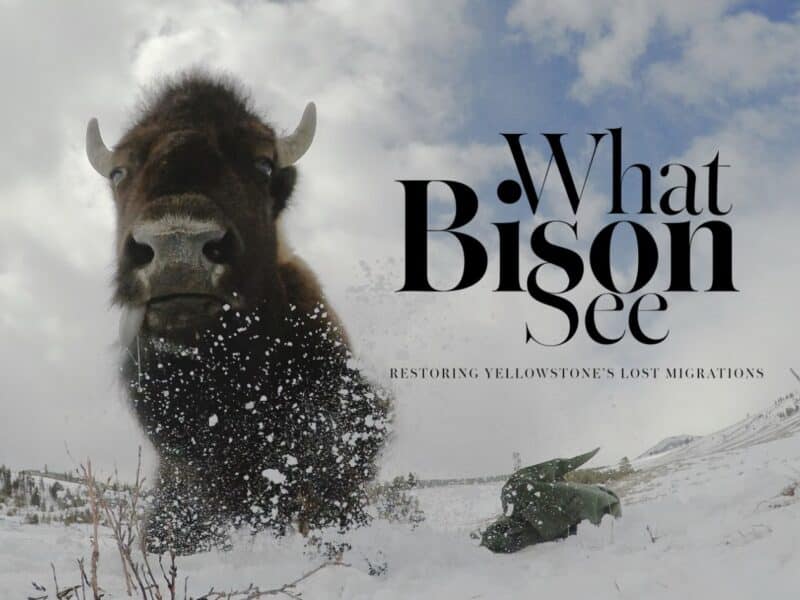 What Bison See is presented by Yellowstone Forever, the official nonprofit partner of Yellowstone National Park. The film was produced by Wyoming Migration Initiative at the University of Wyoming in partnership with the National Park Service.