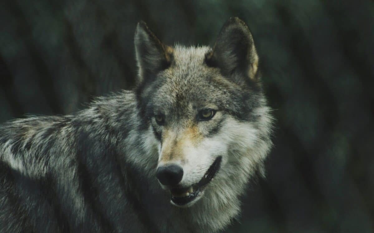 Wolf.