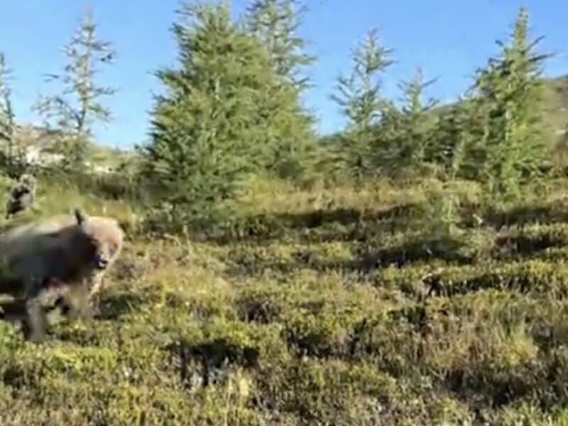 Grizzly bear encounter in Kootenay National Park.