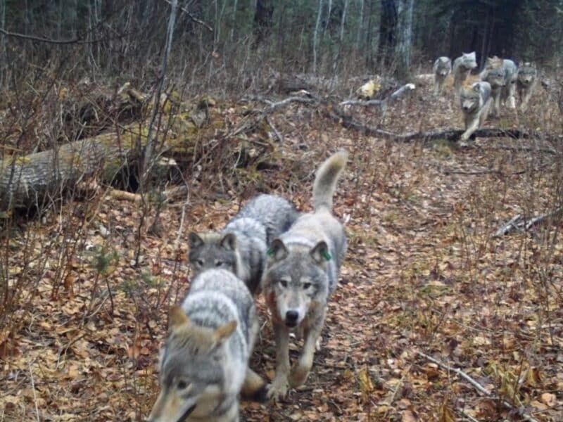 Wolves @ Isle Royal National Park