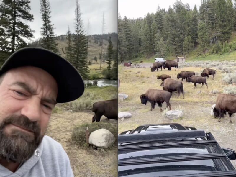 Yellowstone campsite invaded by passing bison herd.