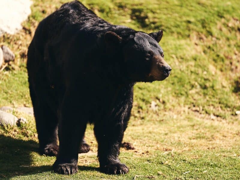 Black bear.