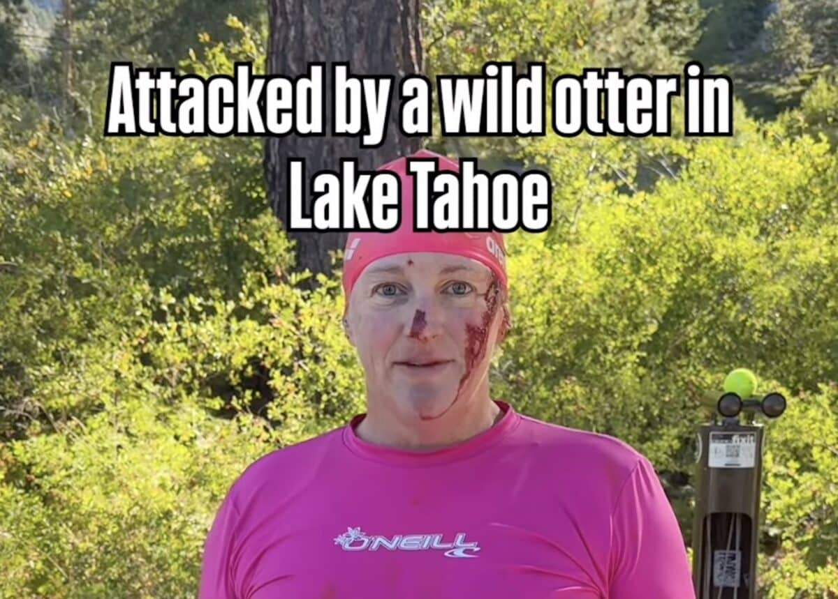 Lake Tahoe swimmer attacked by river otter.