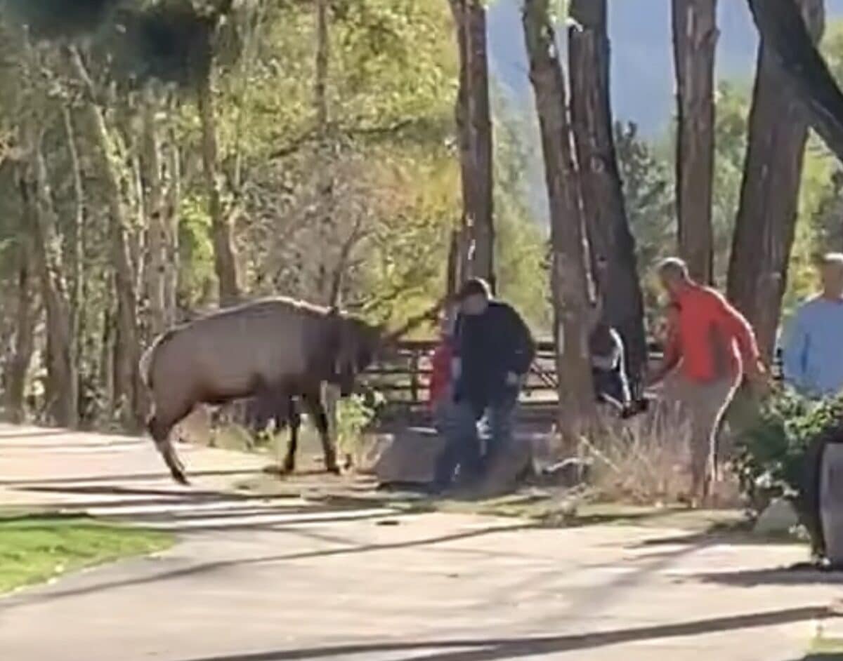 Rutting elk @ Rocky Mountain National Park