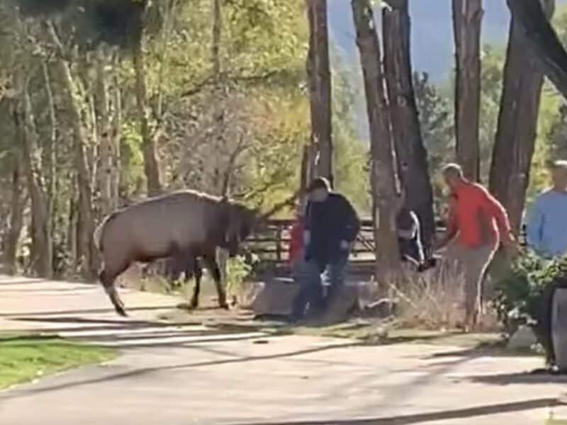 Rutting elk @ Rocky Mountain National Park