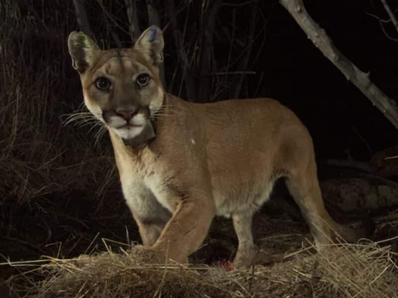 California hiker calls 911 for rescue while getting stalked by mountain lion