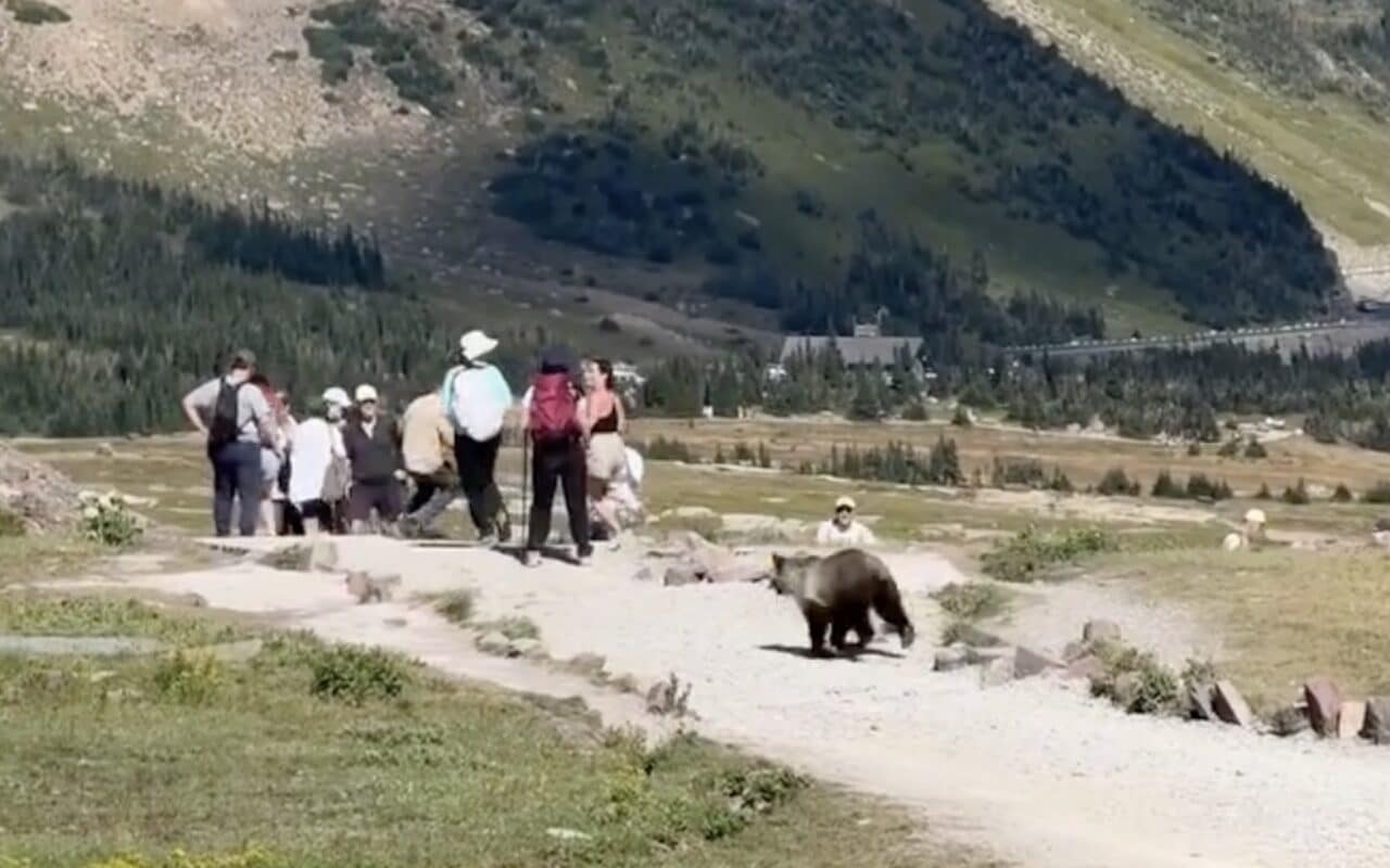 Grizzly bear charges hikers @ Glacier National Park.