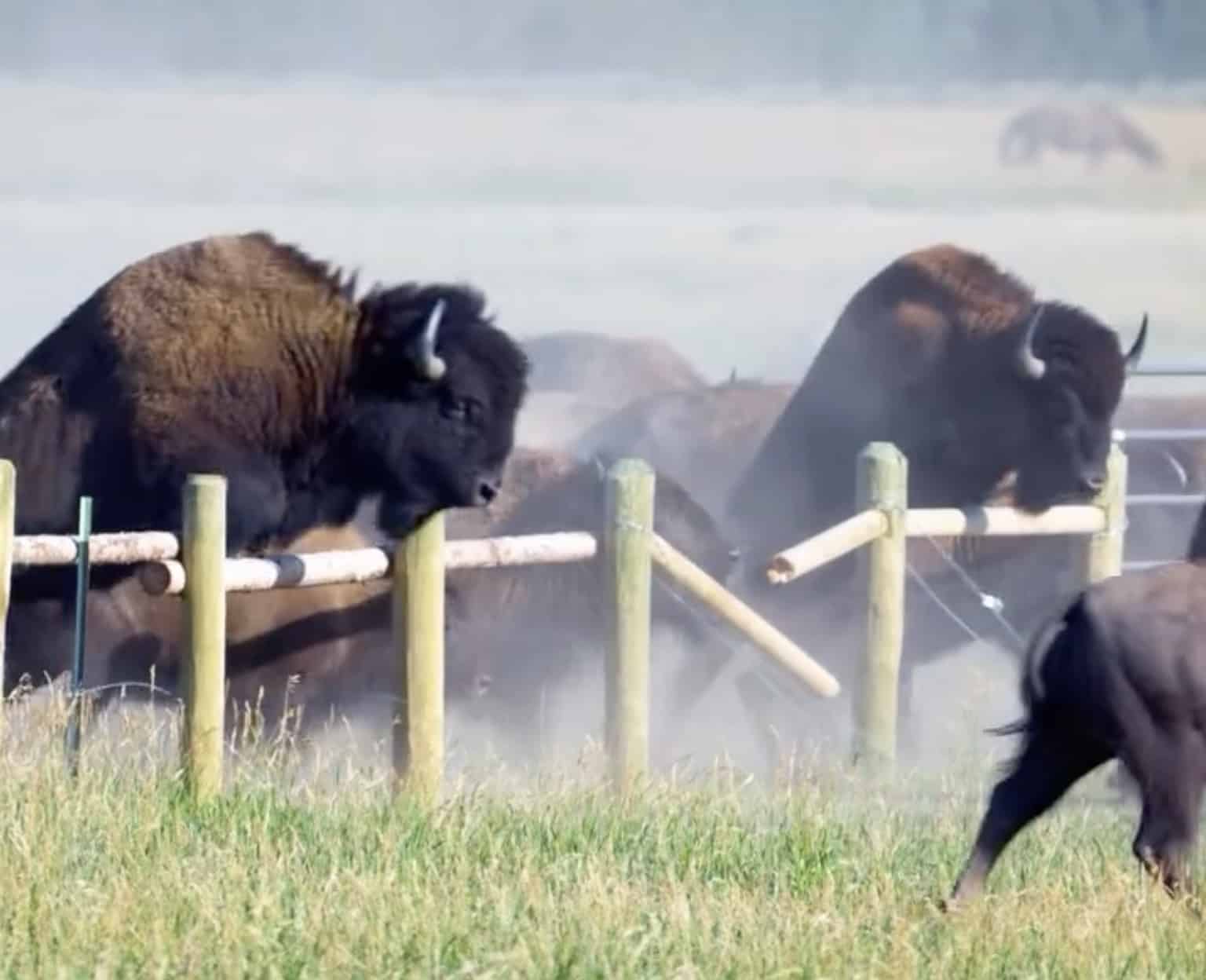 Stampeding Bison Destroy Fence Near Jackson Hole, Wyoming