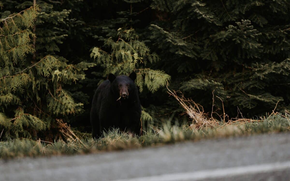 Black bear.