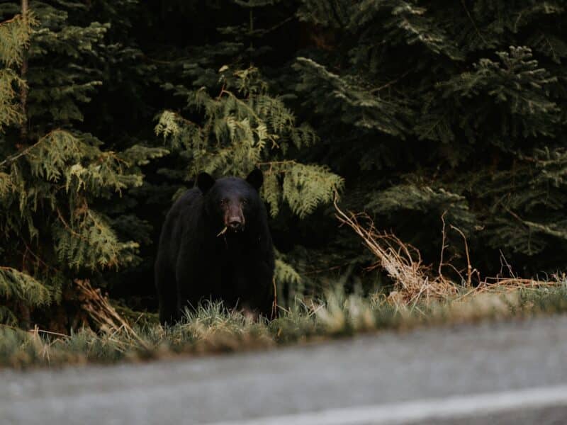 Black bear.