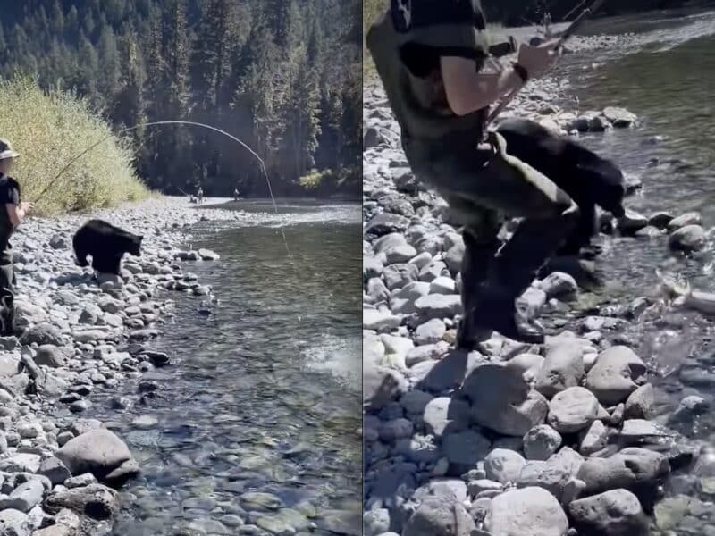 Fisherman battles black bear trying to steal his catch