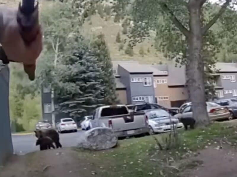 Colorado deputies attempt to haze a black bear in the Eagle-Vail area.