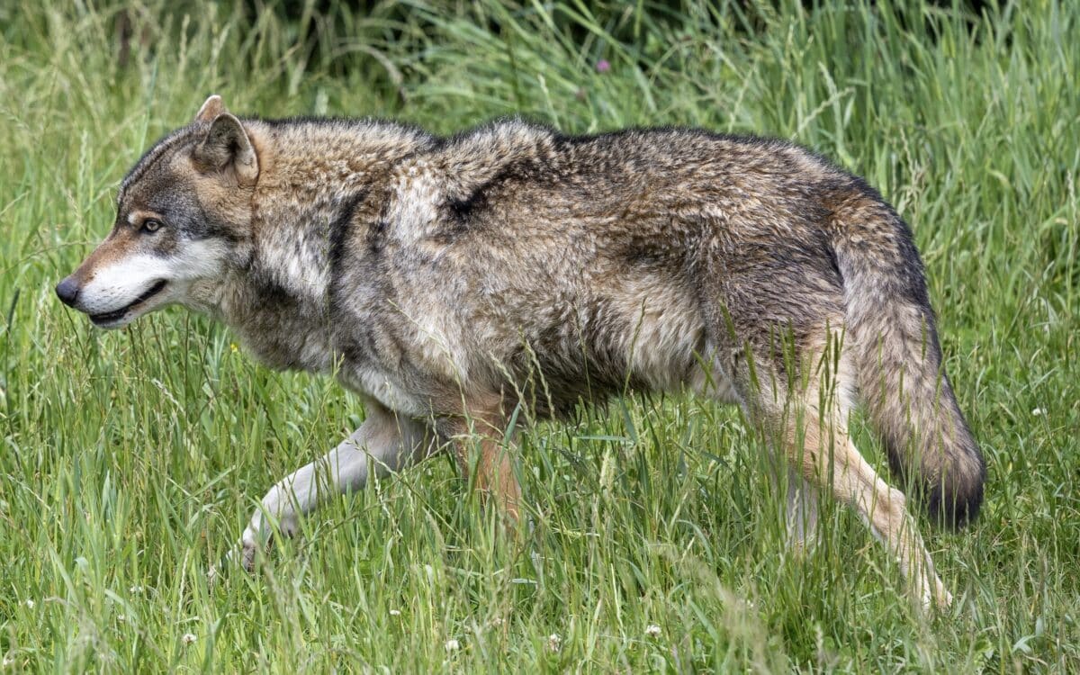 Gray wolf.