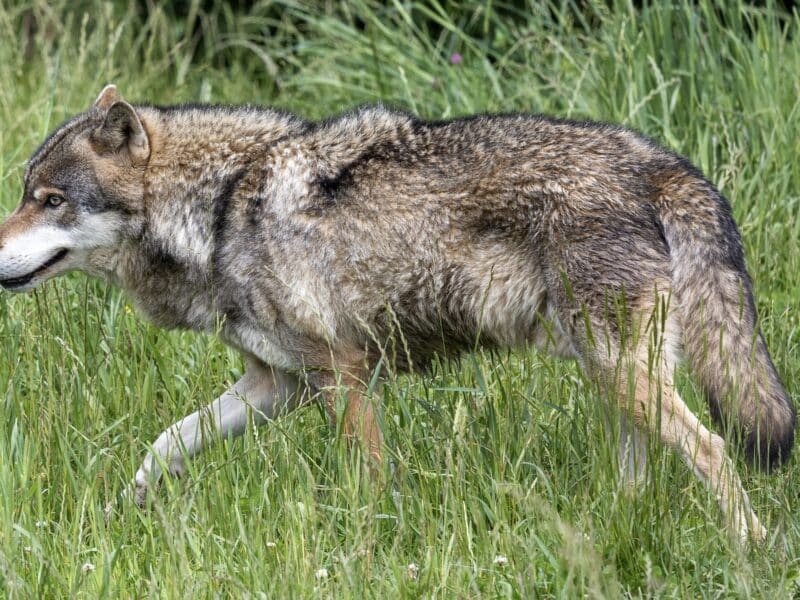Gray wolf.