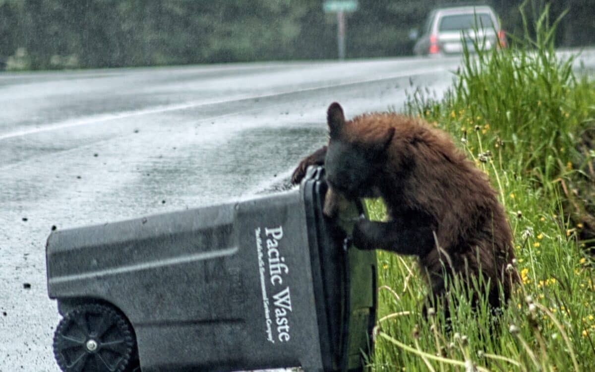 Severe Trash Blockage Forces Euthanasia Of 18-Year-Old Black Bear in Colorado