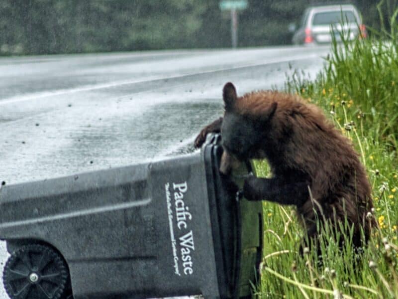Black bear tries to get into a trash can.