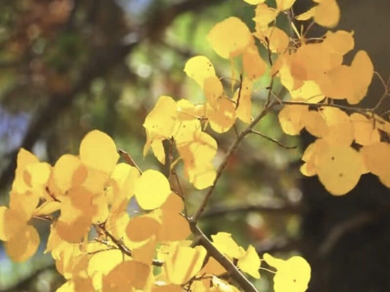 Breckenridge Says Peak Fall Foliage Is Already Arriving