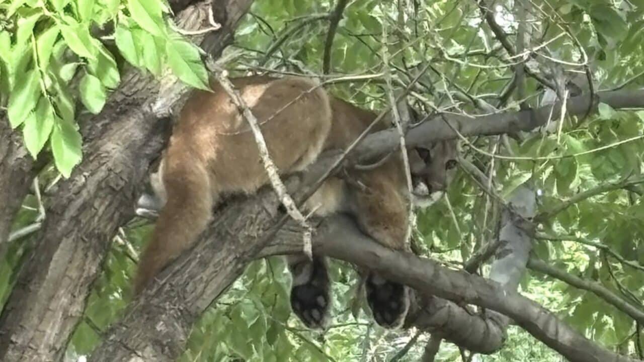 Mountain lion in a tree near Denver, Colorado.