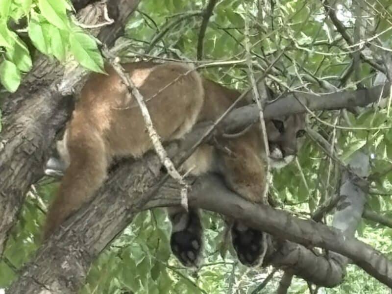 Mountain lion in a tree near Denver, Colorado.