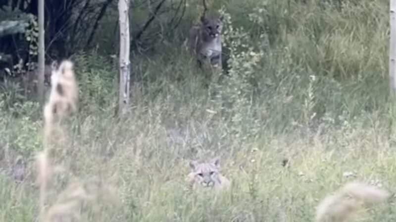 Three Mountain Lion Kittens Spotted Near Beaver Creek Resort