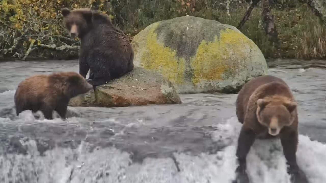 Fat Bear Week returns.