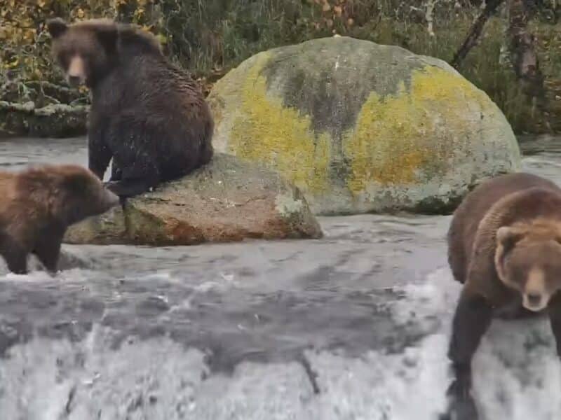 Fat Bear Week returns.
