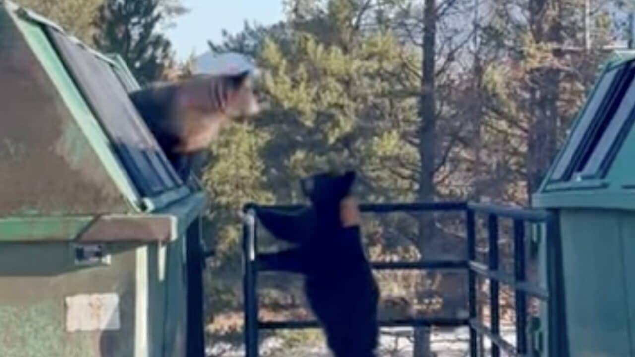 Black bears rescued from a dumpster in Colorado.