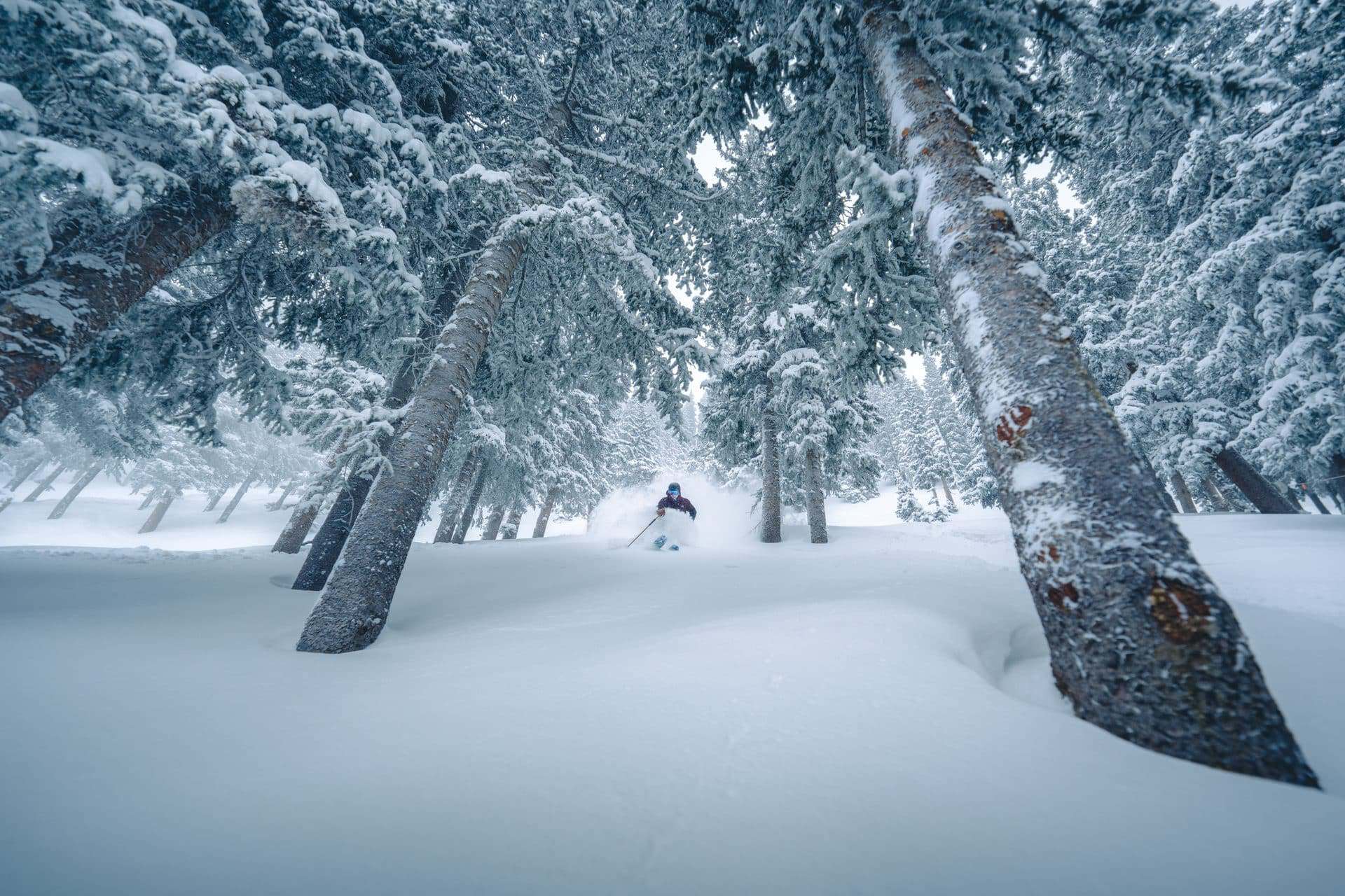 Skier navigating through deep snow in a snowy forest with trees bending under the weight of fresh,.