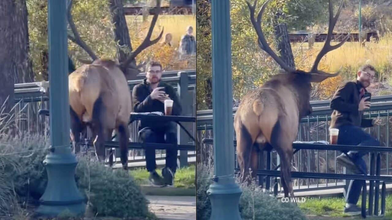 Bull elk in Estes Park, Colorado.