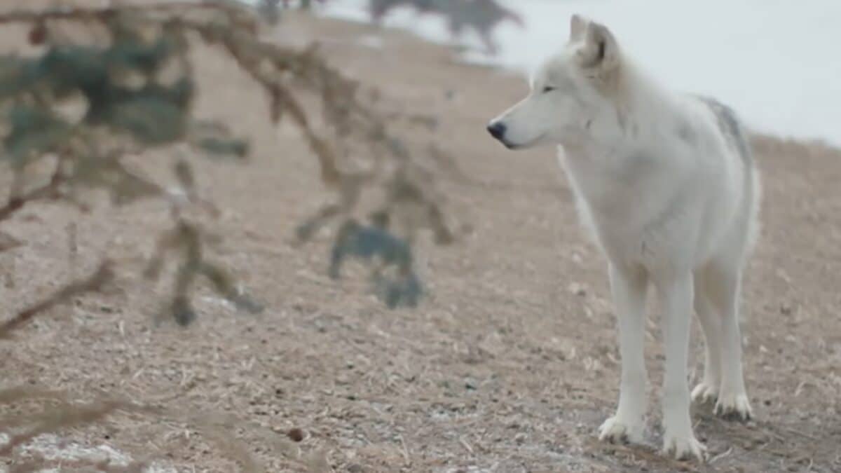 White Arctic wolf standing on rocky terrain in a cold, snowy environment.