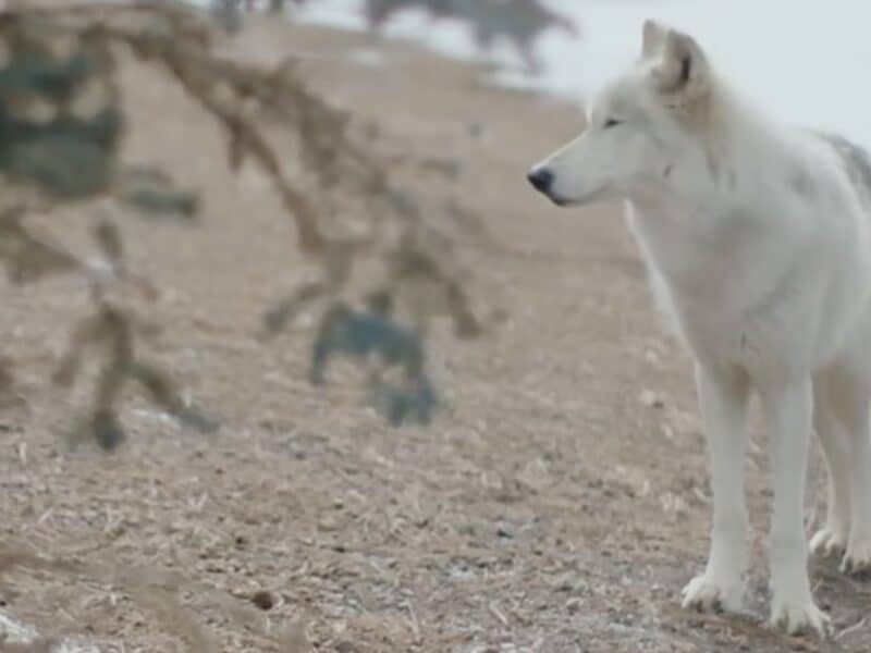 White Arctic wolf standing on rocky terrain in a cold, snowy environment.