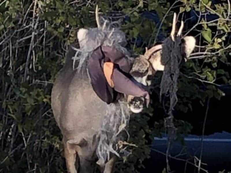 Hunter in camouflage gear approaching a deer in dense woods.