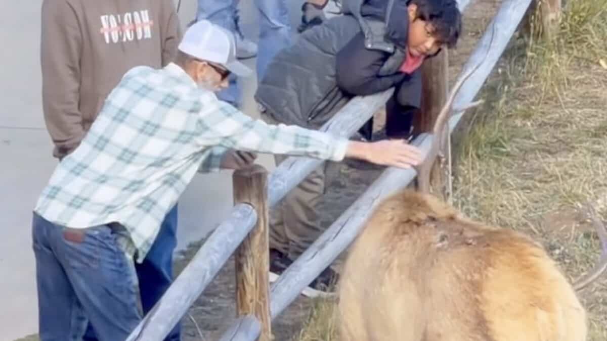 Estes Park tourist reaches out and grabs a bull elk's antler.