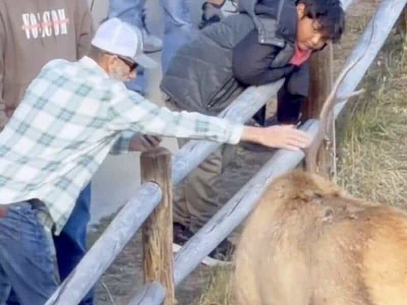 Estes Park tourist reaches out and grabs a bull elk's antler.