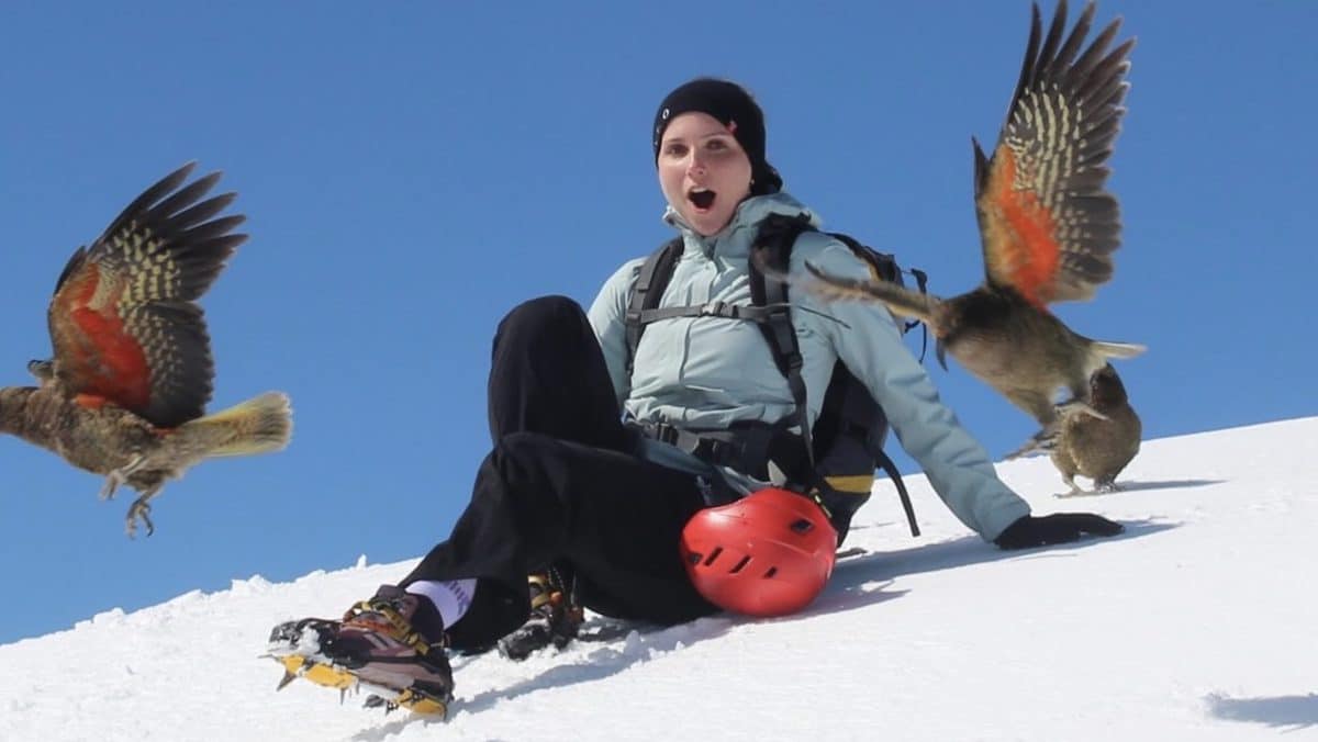 Kea, The World's Only Alpine Parrots