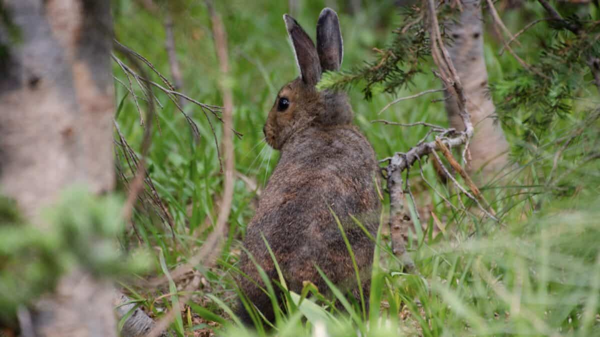 Two dead snowshoe hare tested positive for Tularemia in Glacier National Park.