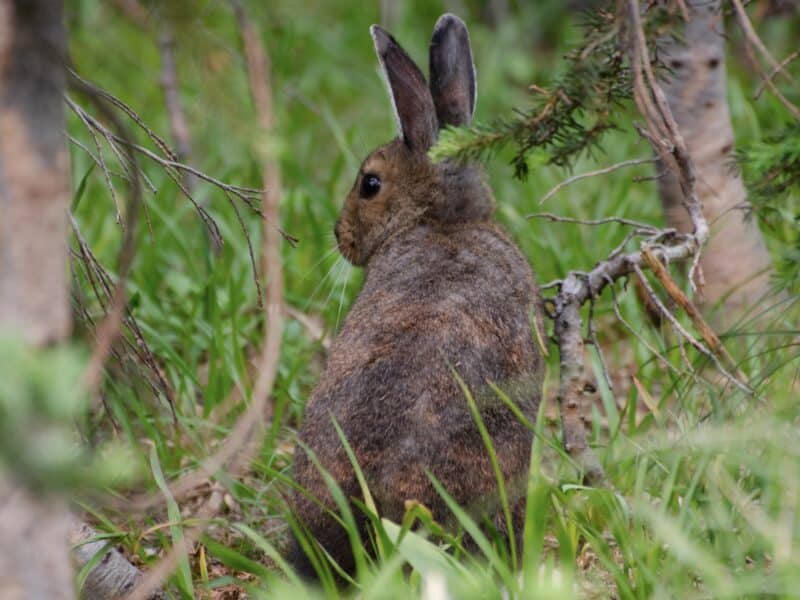 Two dead snowshoe hare tested positive for Tularemia in Glacier National Park.